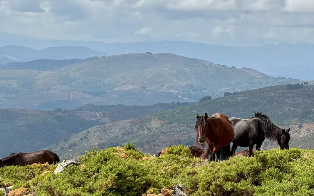 Senderismo y rutas de senderismo en Alto Minho: descubre la naturaleza auténtica junto a Carvalha House