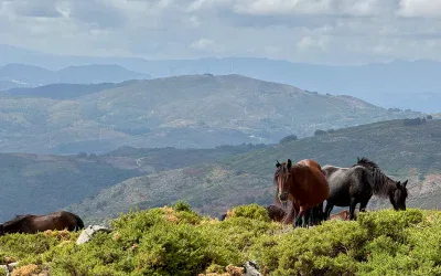 Senderismo y rutas de senderismo en Alto Minho: descubre la naturaleza auténtica junto a Carvalha House
