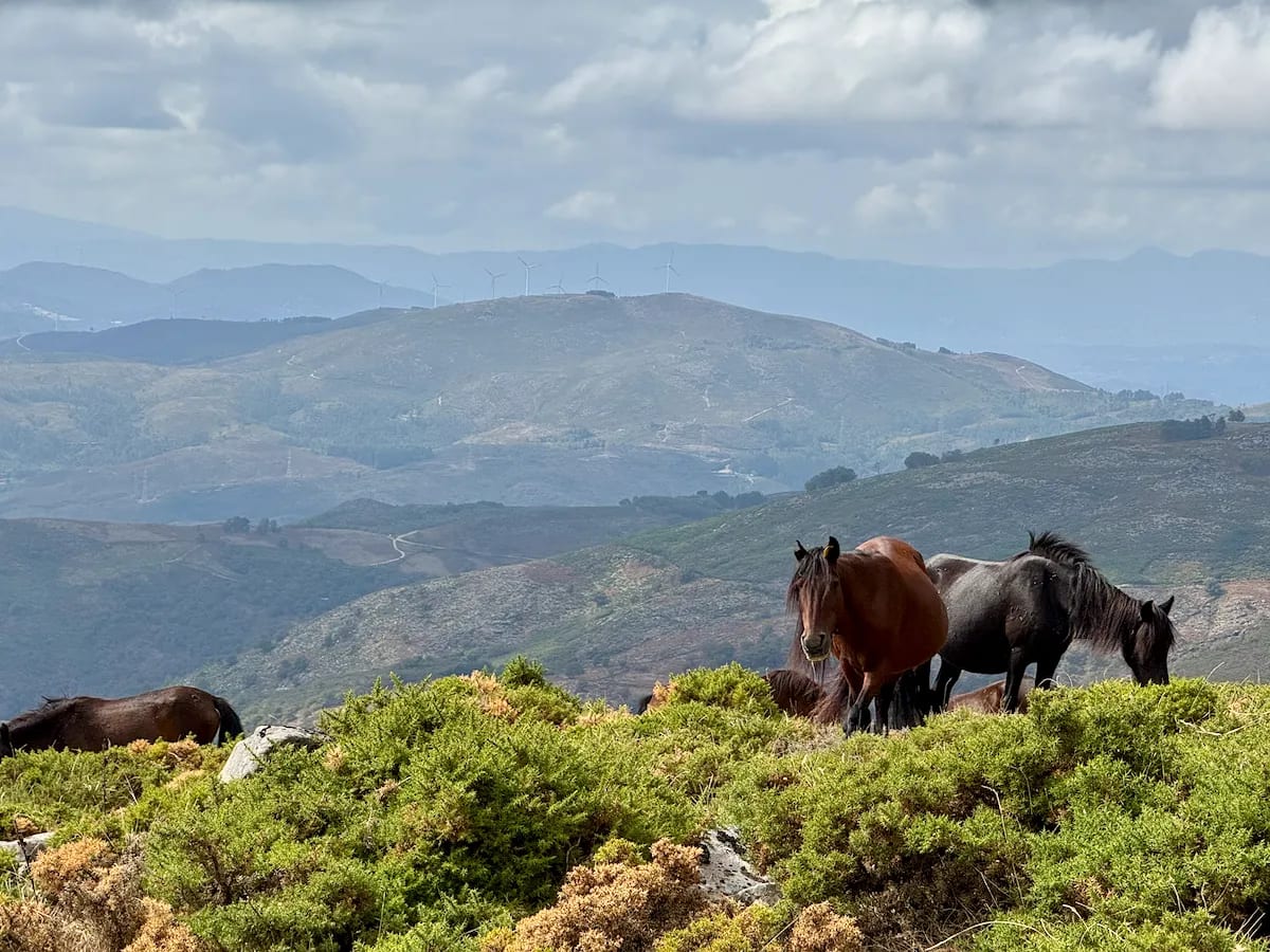 Sentiers et Randonnées dans le Haut Minho : Découvrez la Nature Authentique près de Carvalha House